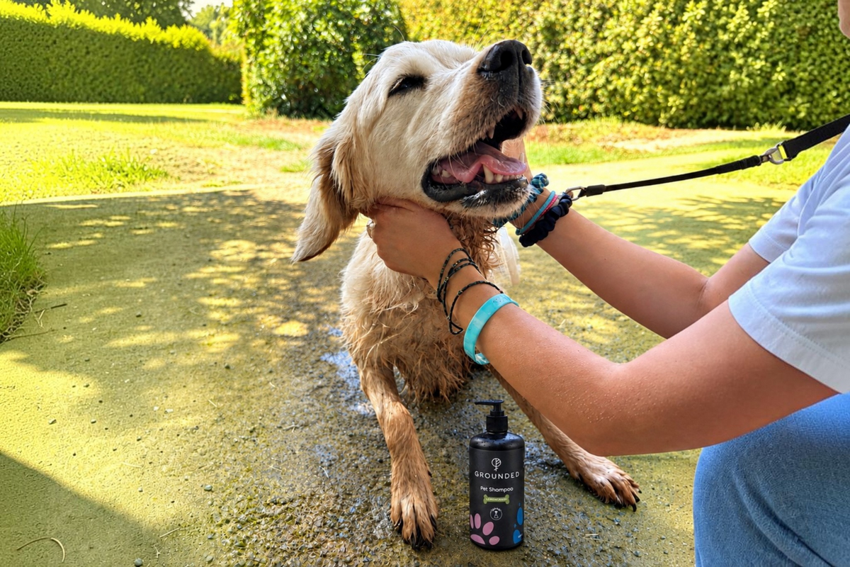 Pet-Friendly Cleaning Products in Kenya: Myths vs Facts